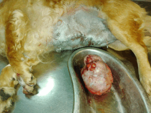 Κτηνίατρος Κυψέλη Animal Vet Doctor