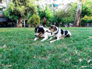 Φωκίωνος Νέγρη Animal Medical Care